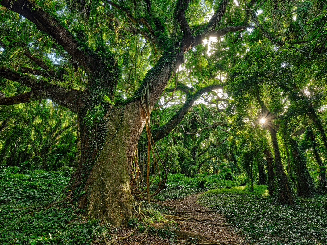 Wonderland by Andrew Shoemaker